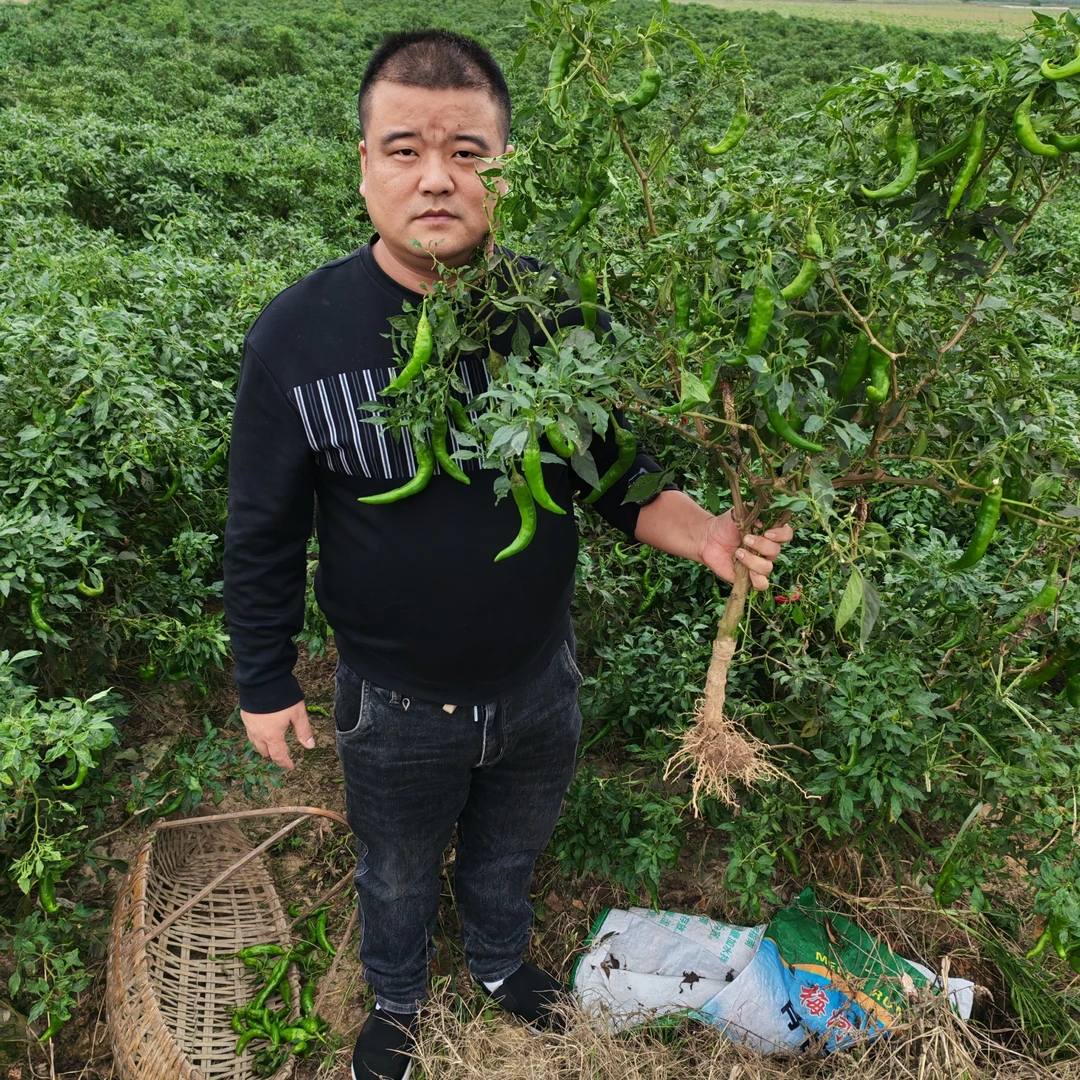 湖南益阳本地秋辣椒，扯树辣椒
