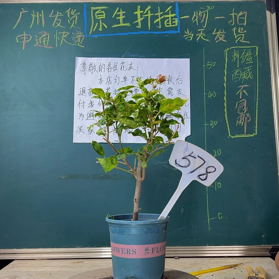 当前无花栽培后可以开花   香港丽人  578