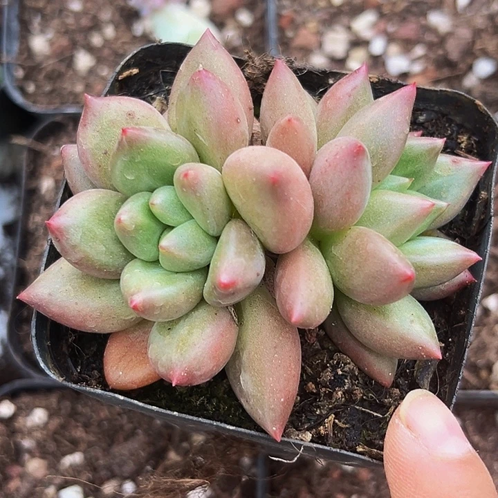 1颗美人系列多肉植物