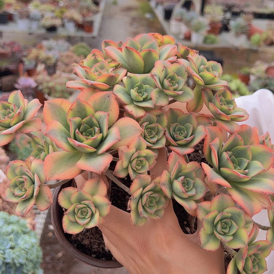 3盆艳日辉 单头带多籽