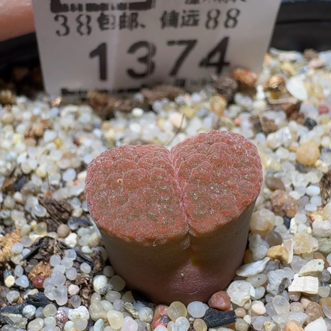 Ssss精品生石花1374
