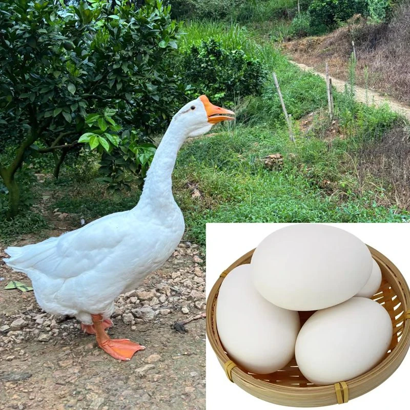 1号 农家散养（三两左右）三花浦三四季产蛋王大鹅蛋顺丰包邮