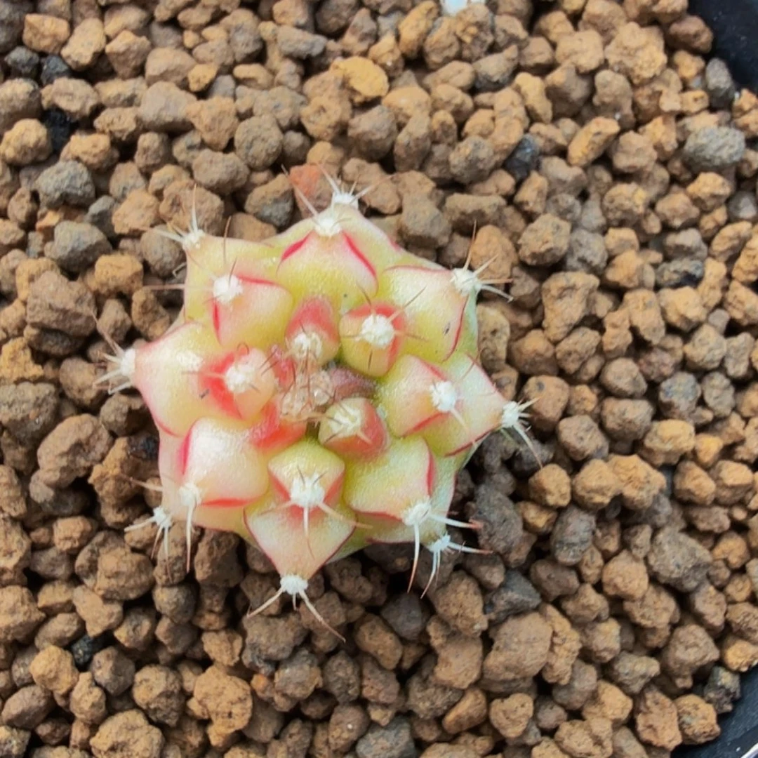 当前无花朵，栽培后可花朵