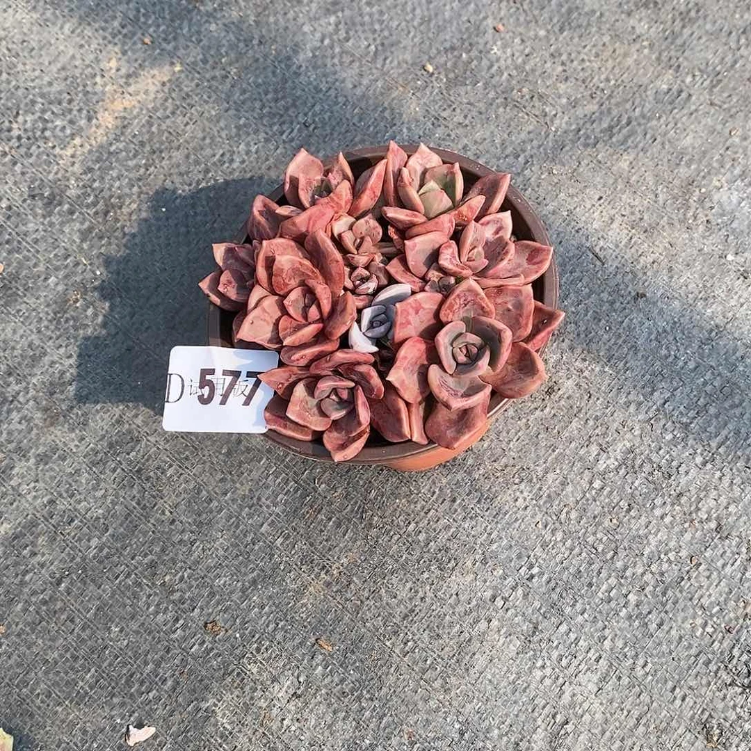 ?****?577琉璃盏多肉植物