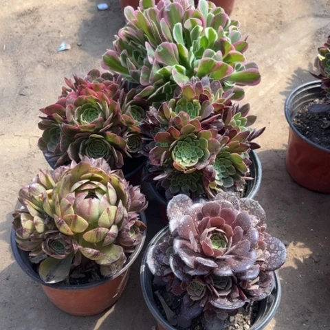 197多肉植物组合