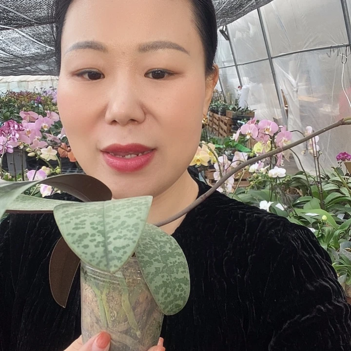 无花朵西雷利蝴蝶兰