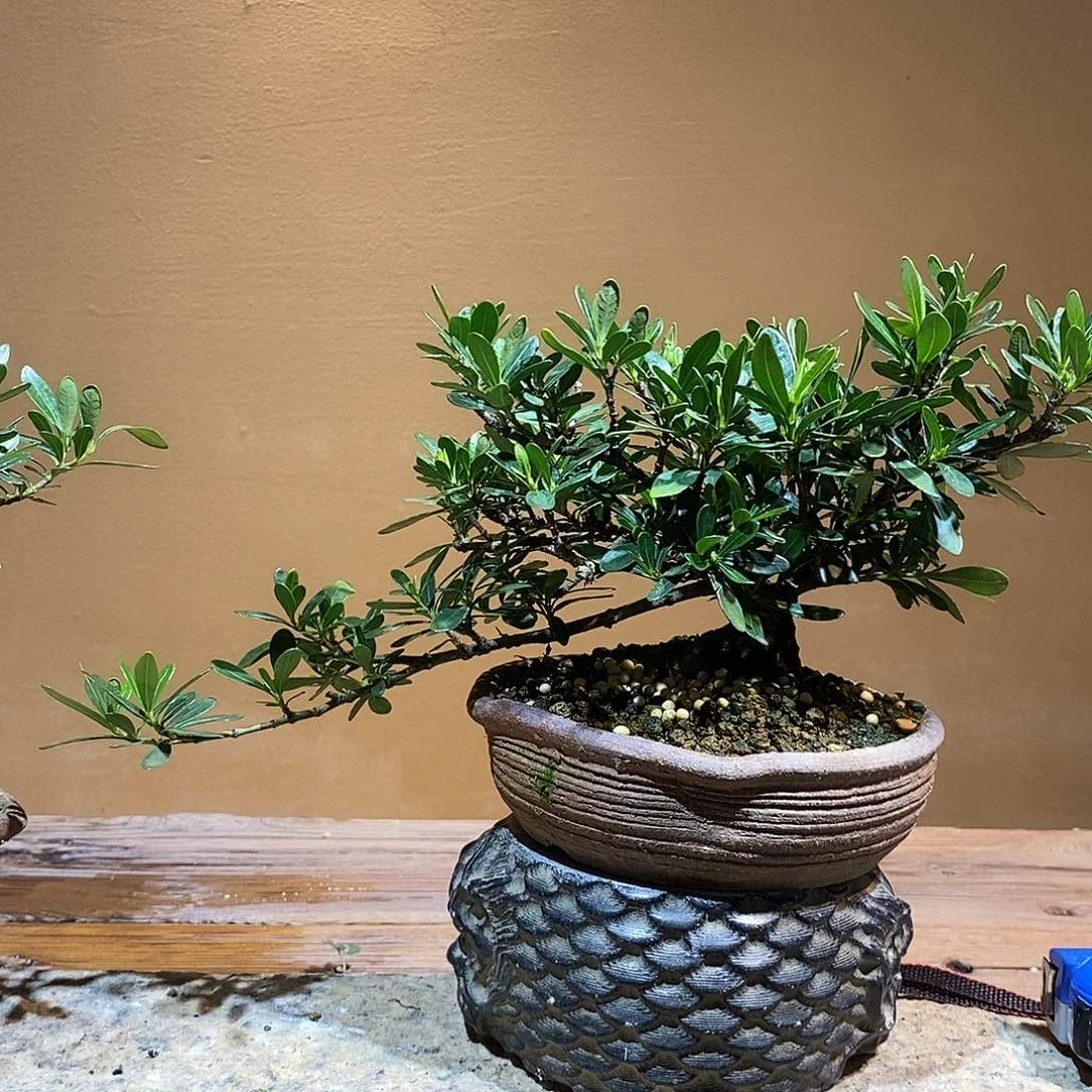 无花朵?*栀子花88888