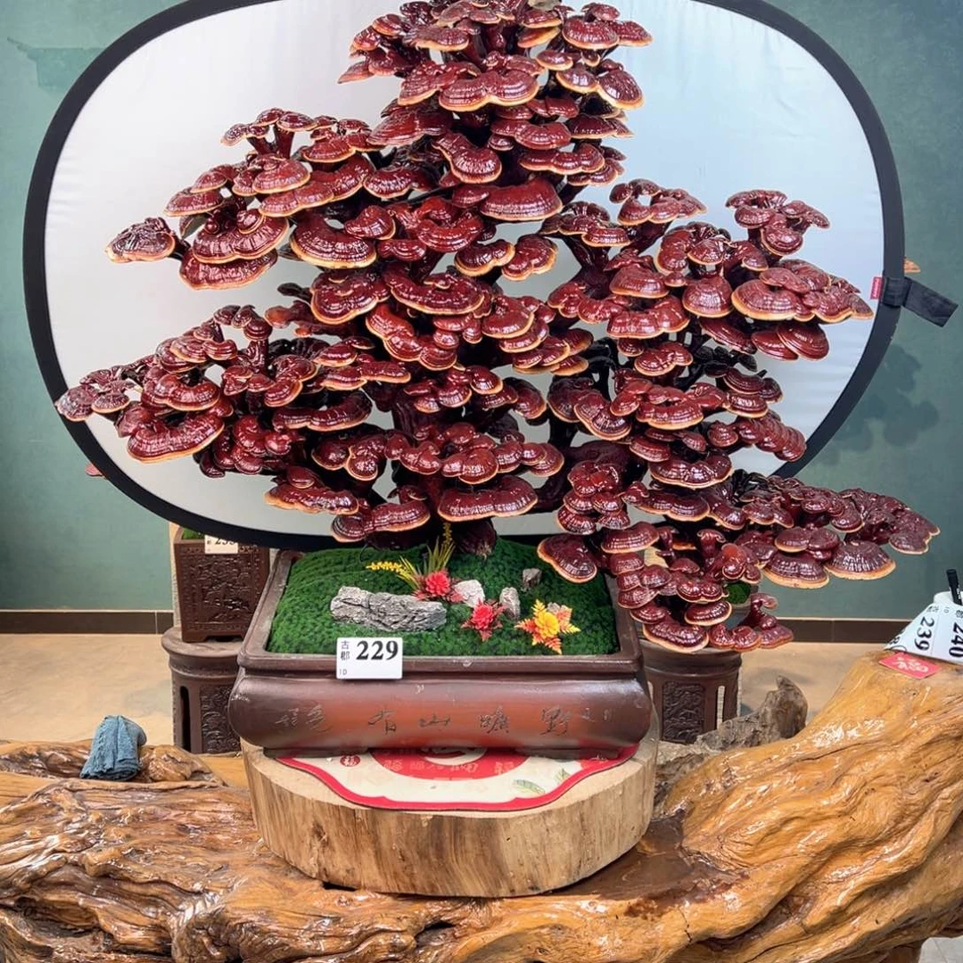 无花朵988888888888