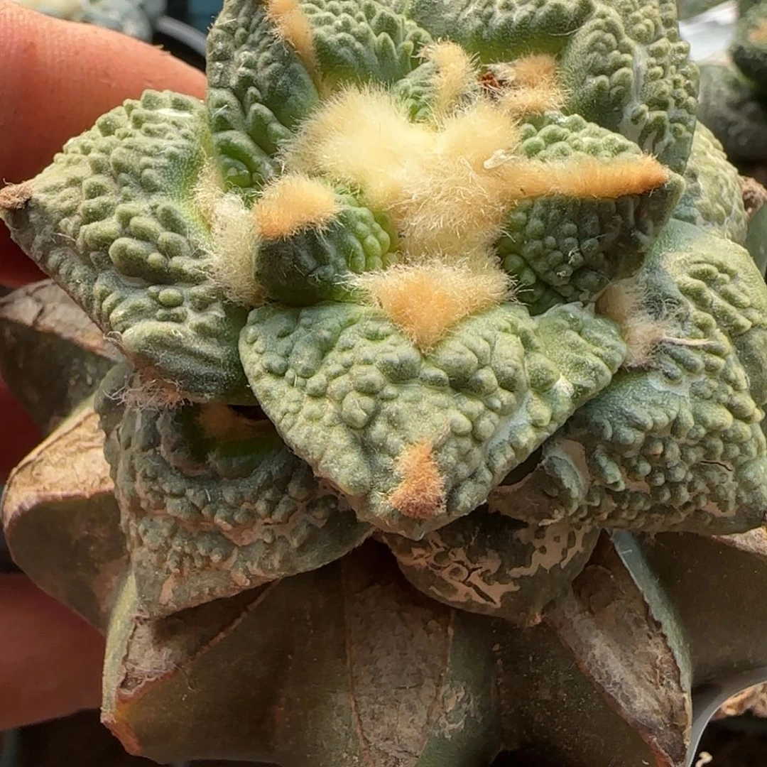 龟甲怒012仙人球开花