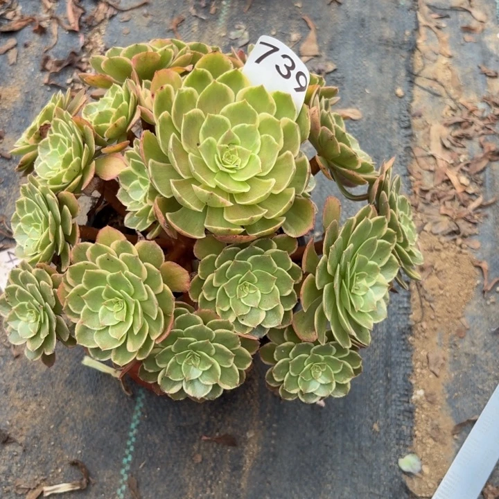 粉花夭多肉植物不包损739