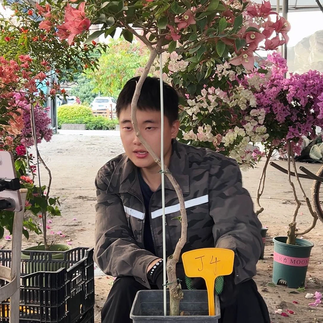浅***熙大部分花苞少量开放J4卡亚塔