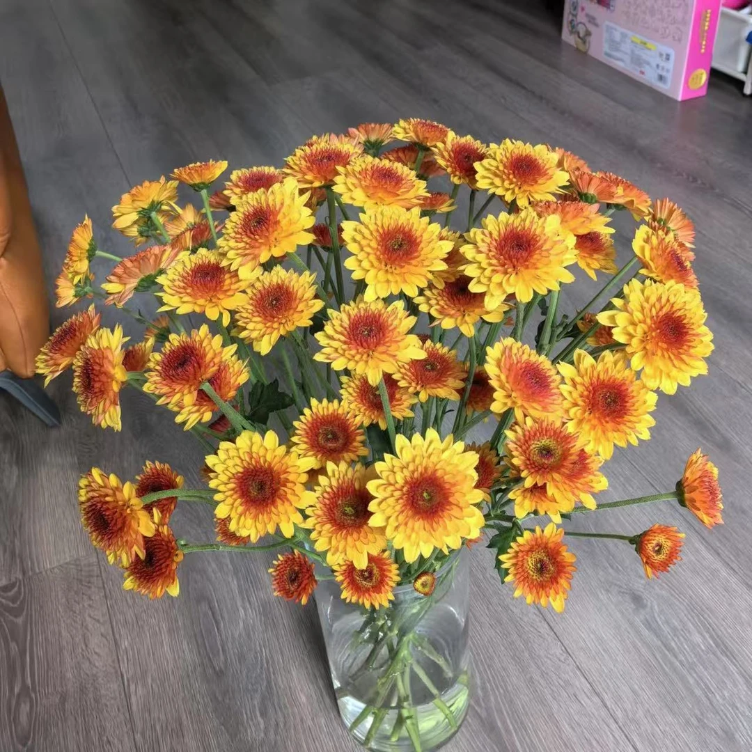 10枝布鲁诺橙小雏菊 花期长好养草花花材【两单顺丰或京东快递】