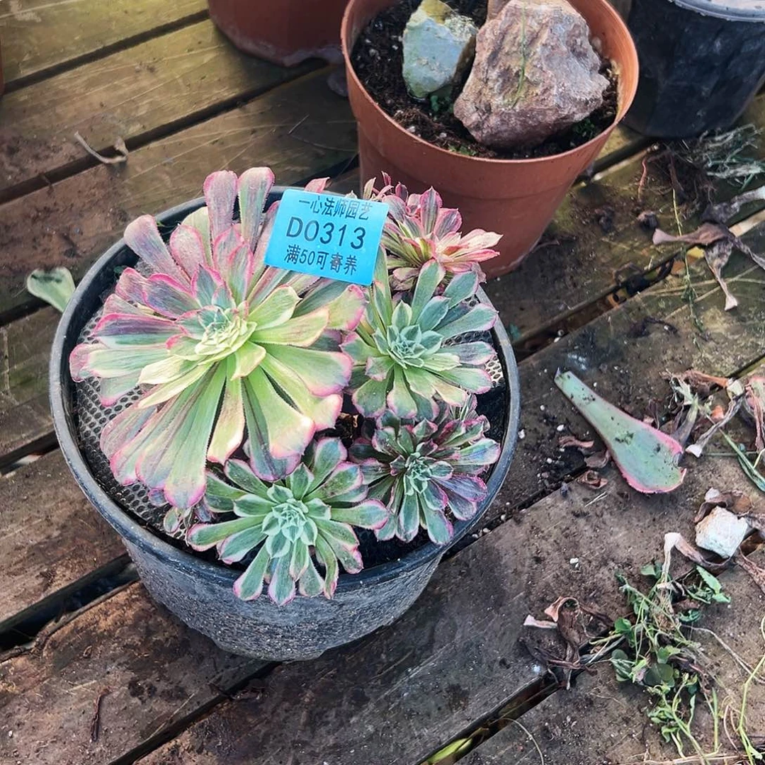 多肉植物多肉植物0313