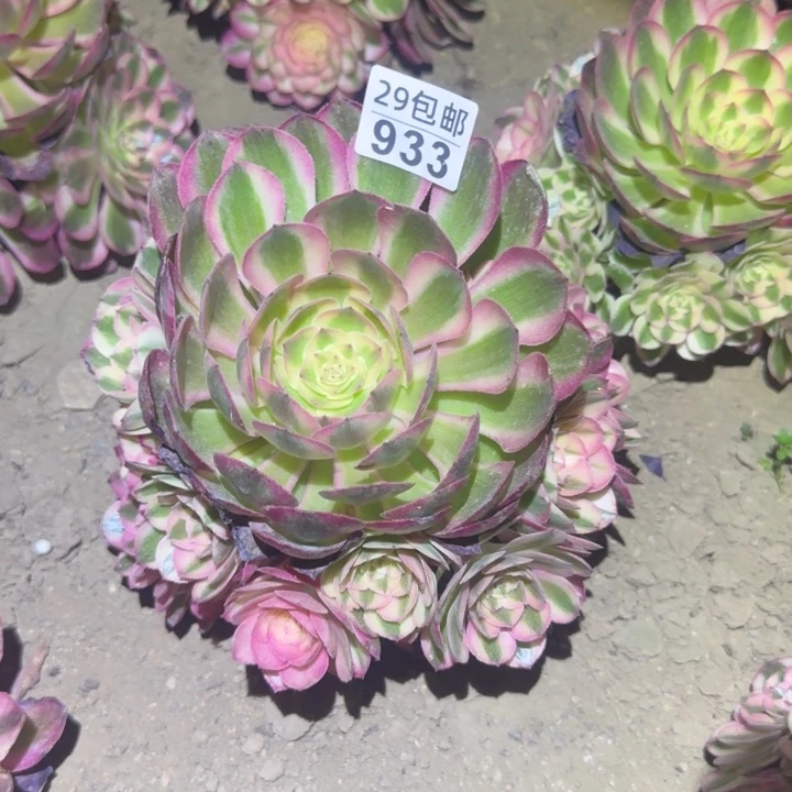 933倾城……不包断