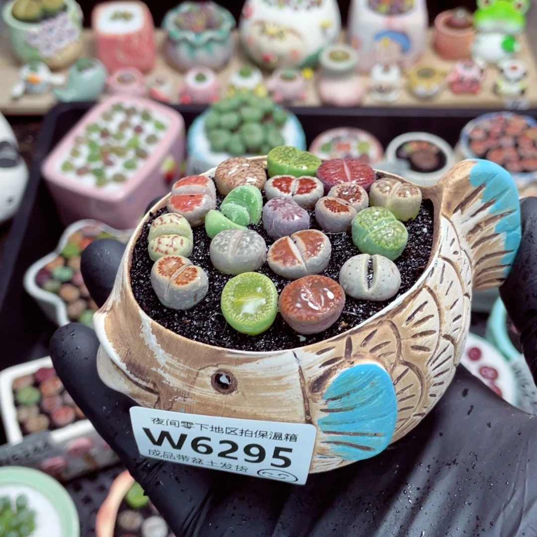 夜间零下地区拍保温箱w6295