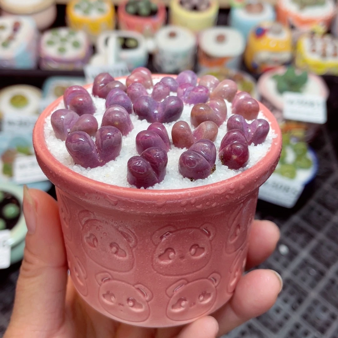 w3088微瑕-零下地区拍保温箱-15支持寄养