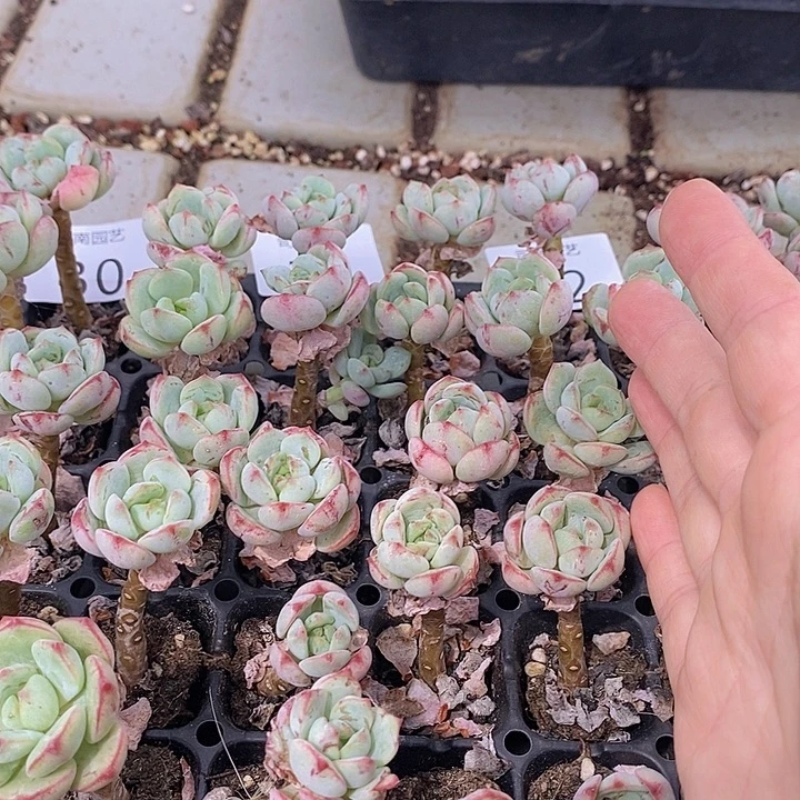 31-33 多肉植物盆栽植物