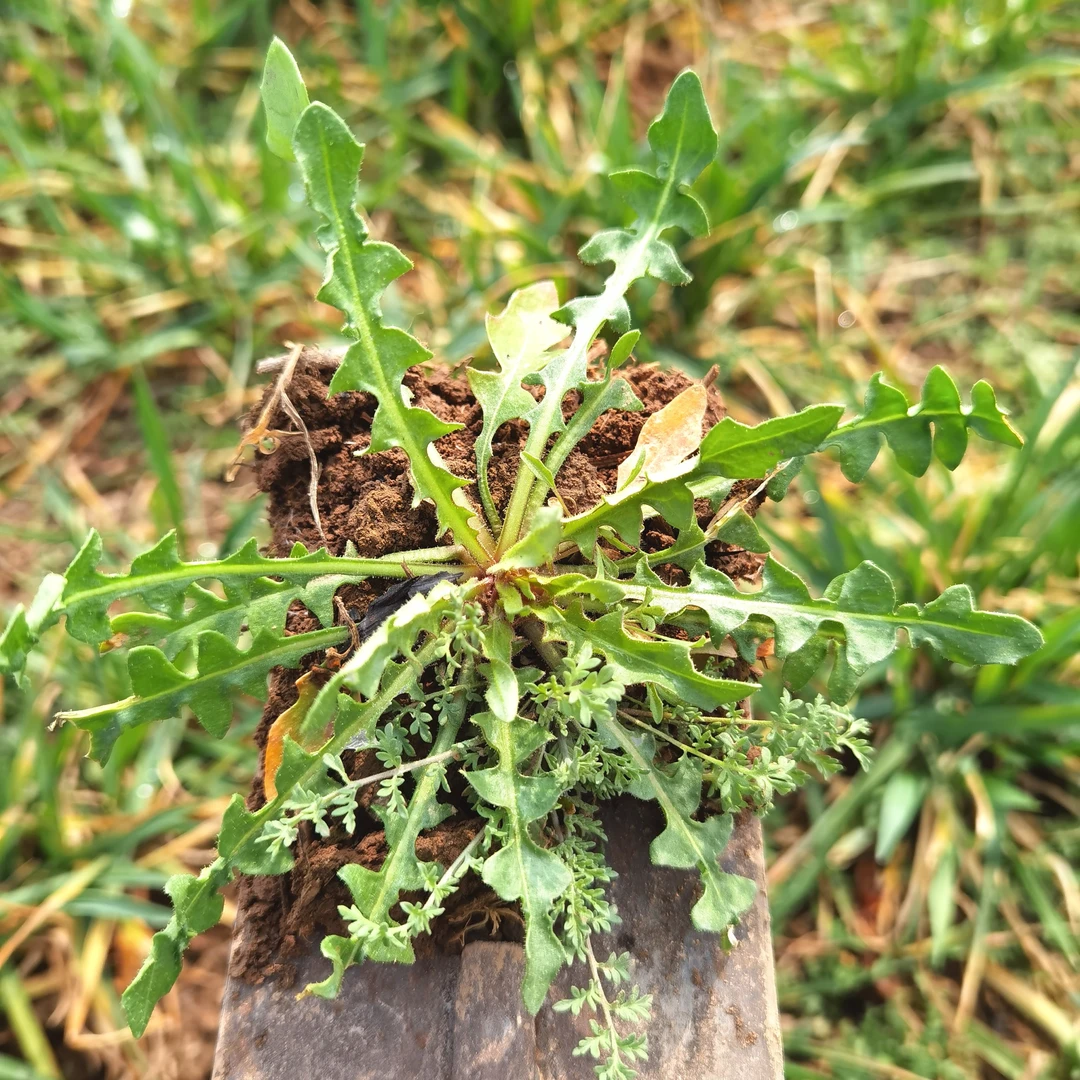 陕西版野生荠荠菜，开紫花叶瓣厚，图片就是实物！！！