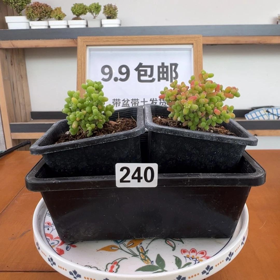 枝干番杏多肉植物240