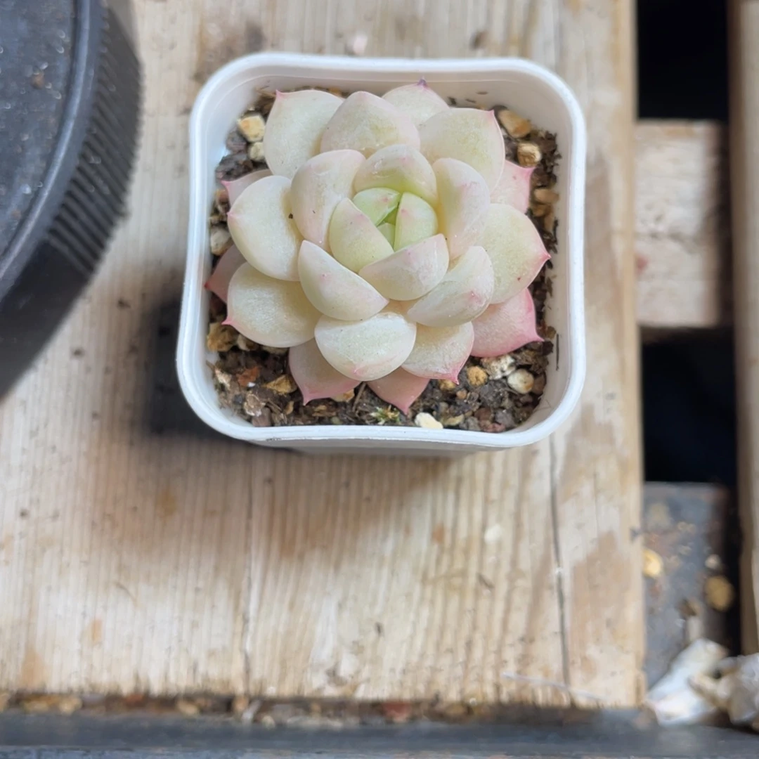 2551开播福利女王