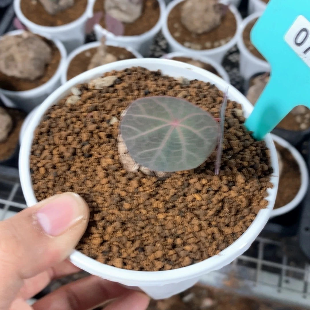 一叶龟多肉植物一个