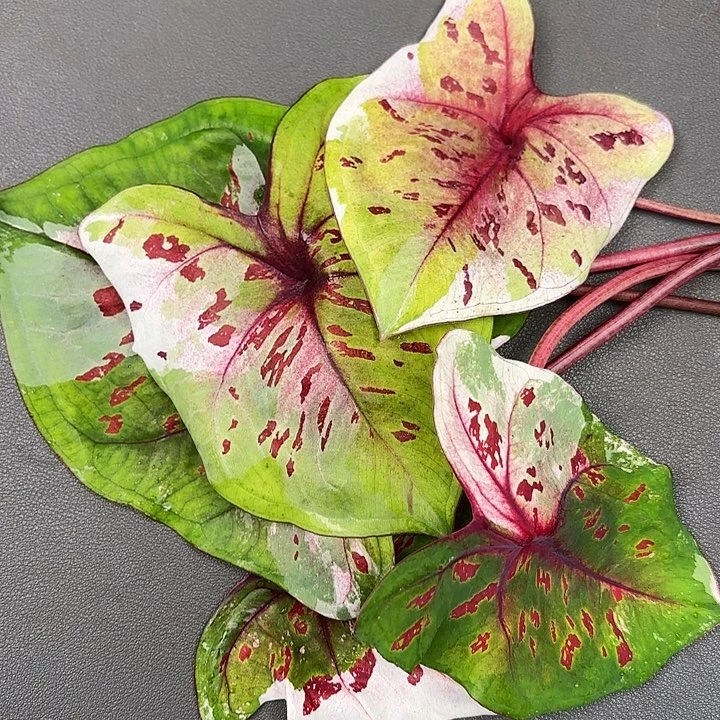 5-0712白魔现货发