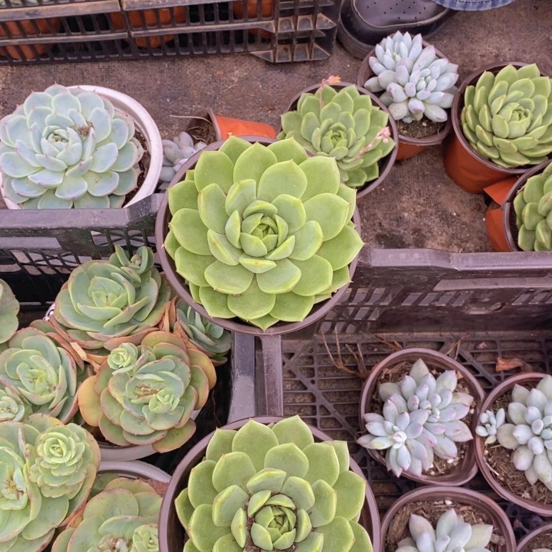 大单头绿水鬼三盆