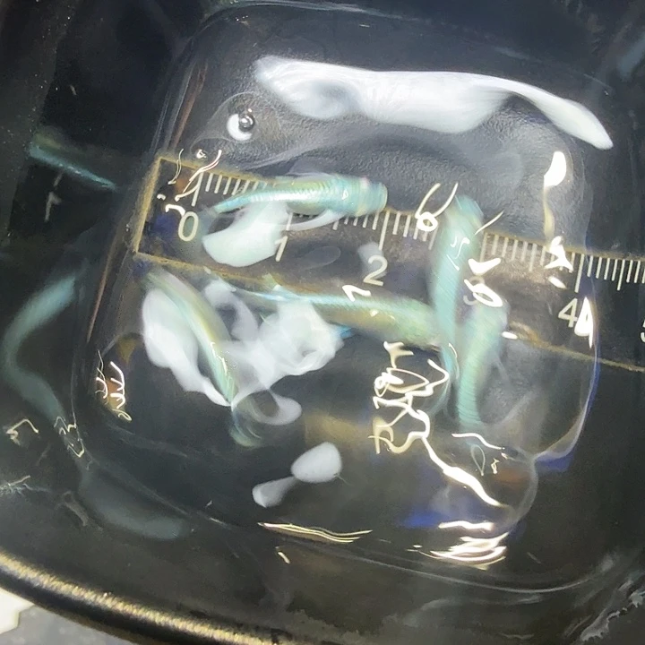 青鳉鱼114号短体干之一组有