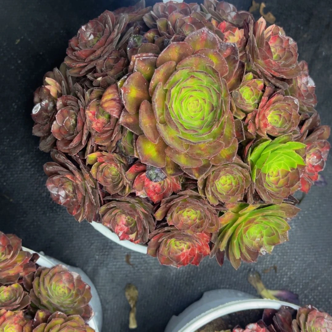 美****）海王七彩，一物一拍，寄养