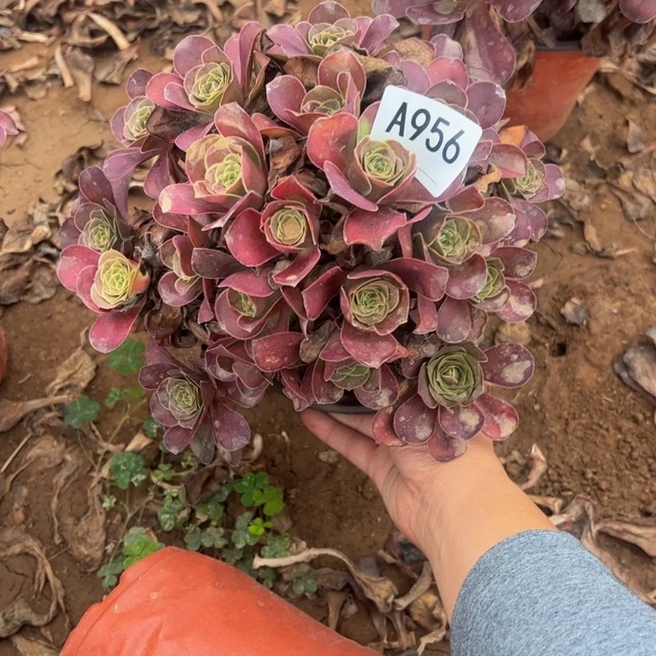 魅金玫瑰多肉植物956.