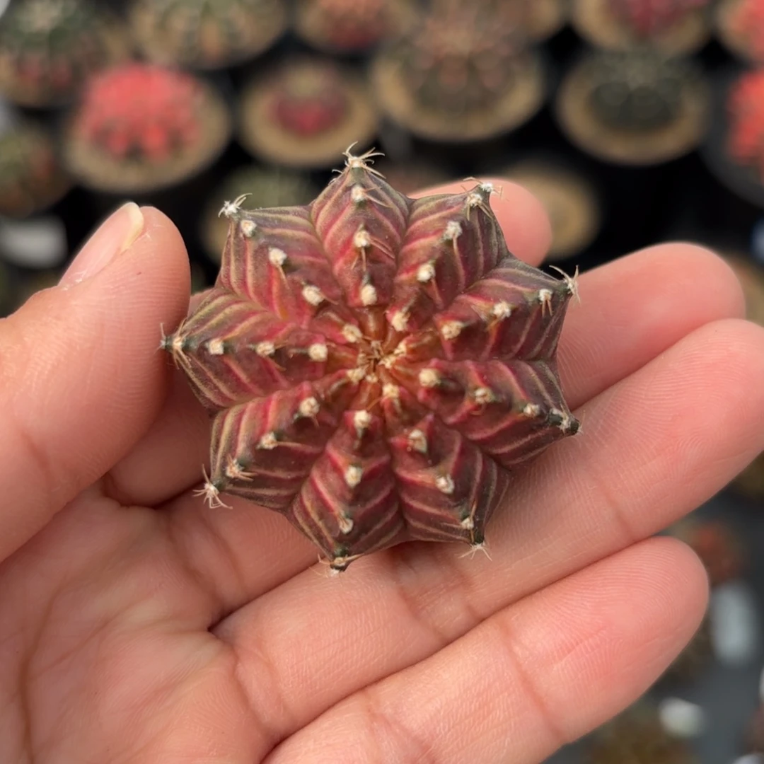 泰系实生轮回仙人球73号