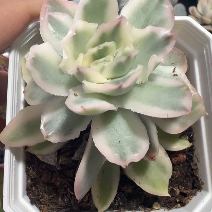 紫蝴蝶锦多肉植物502