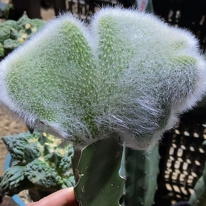 无花朵福利蝴蝶尤长毛九尾狐缀化980