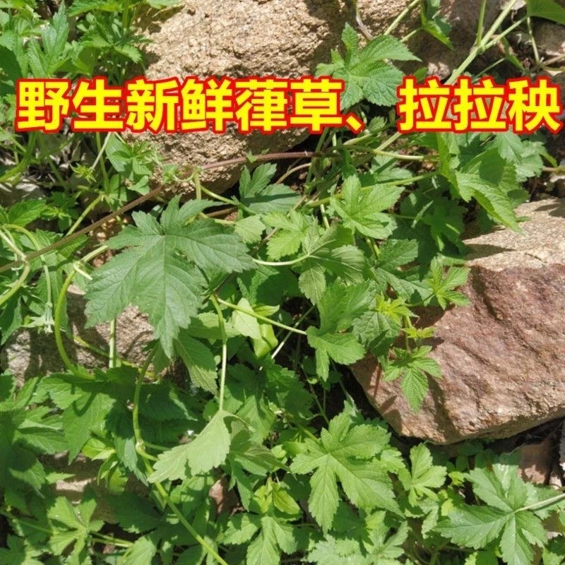 现摘现发500g新鲜野生拉拉秧葎草五爪龙割人草勒草葛干品