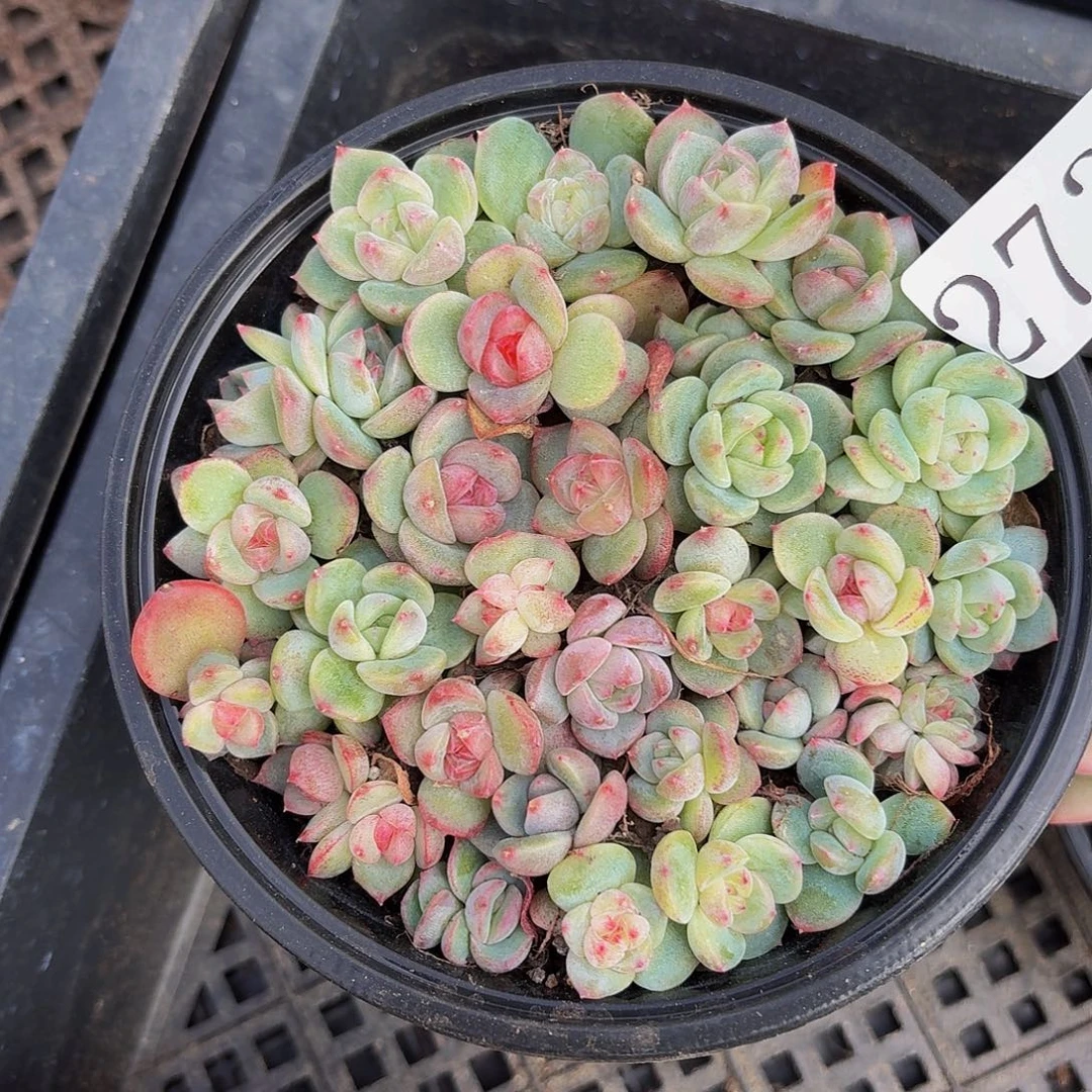 多肉植物多肉植物273