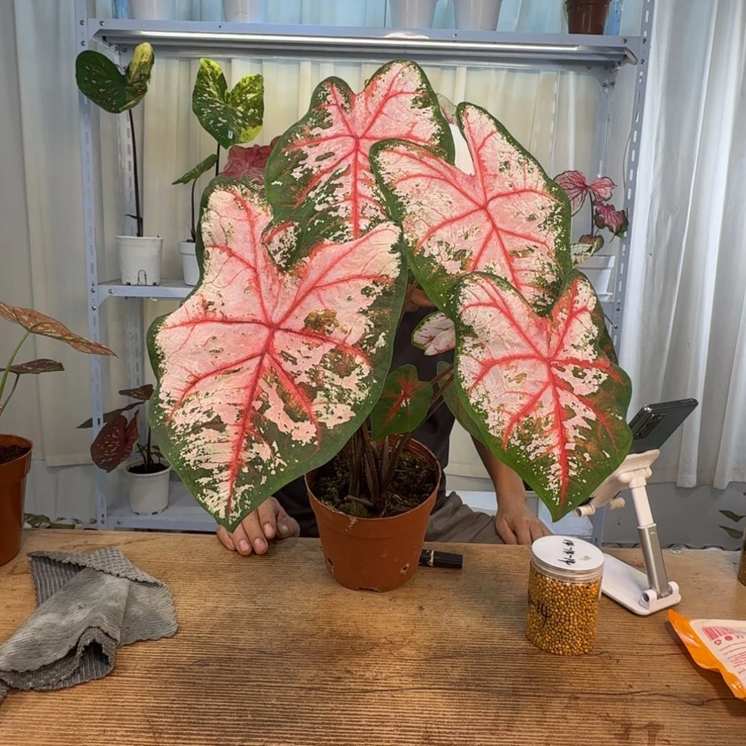 完全开放卡洛琳    0621