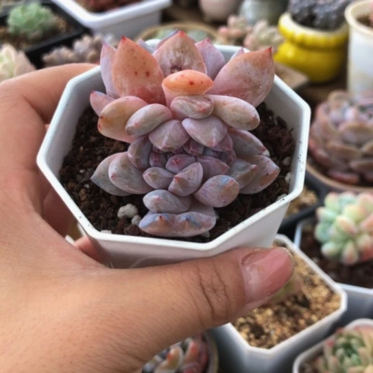 精控星影缀化多肉