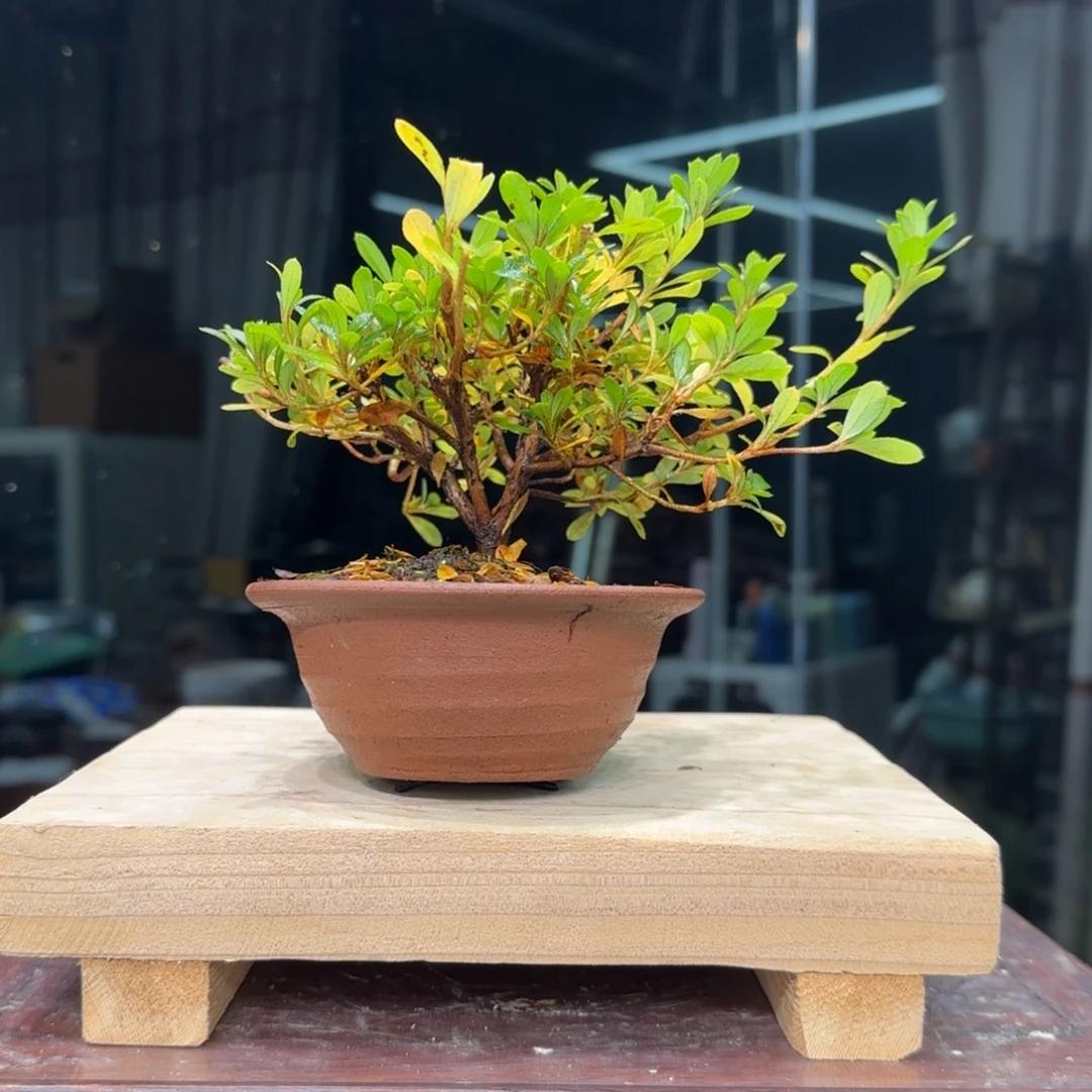 天***烦无花朵花卉苗木花卉苗木