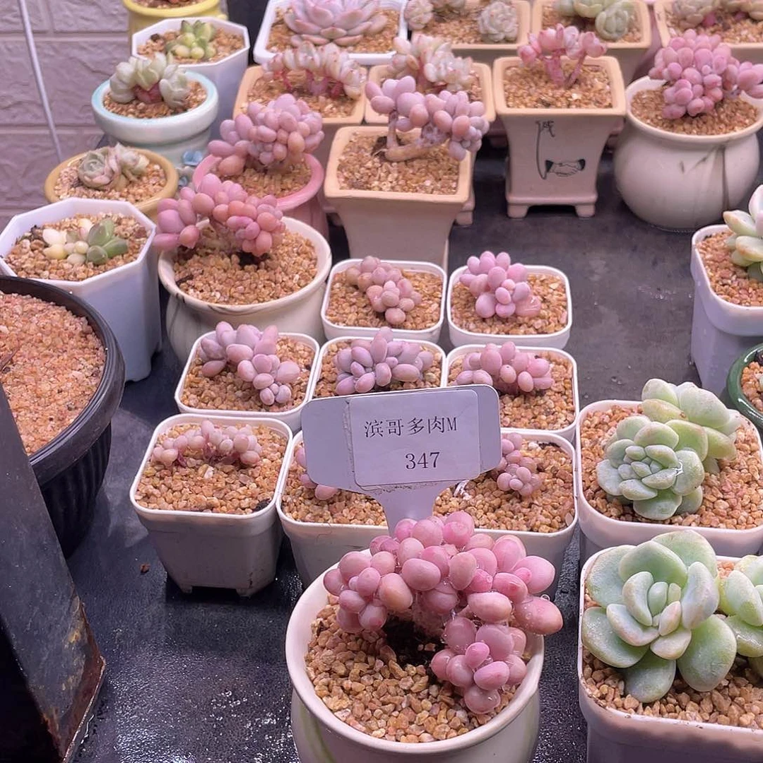 0**?滨哥多肉M347桃蛋老桩