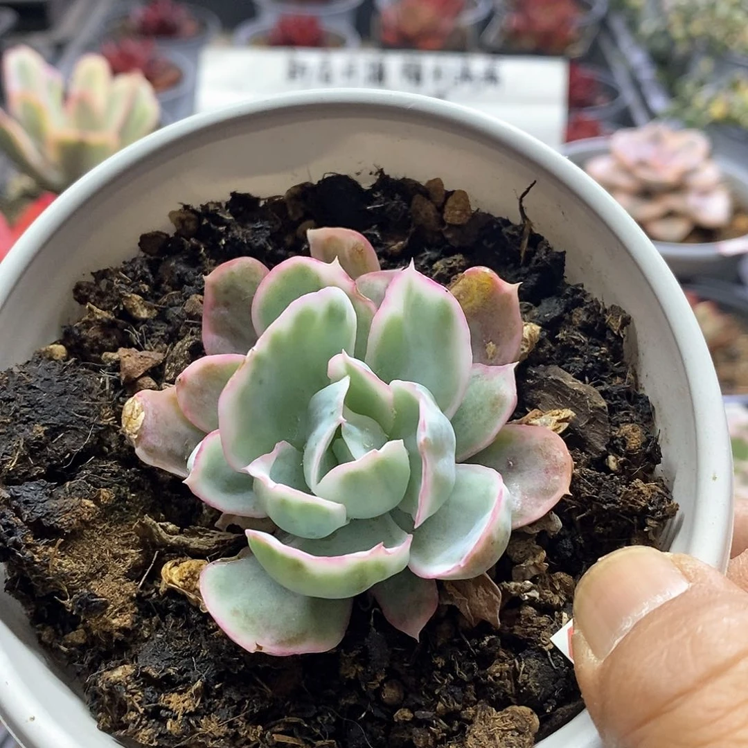 1514伯克利锦多肉