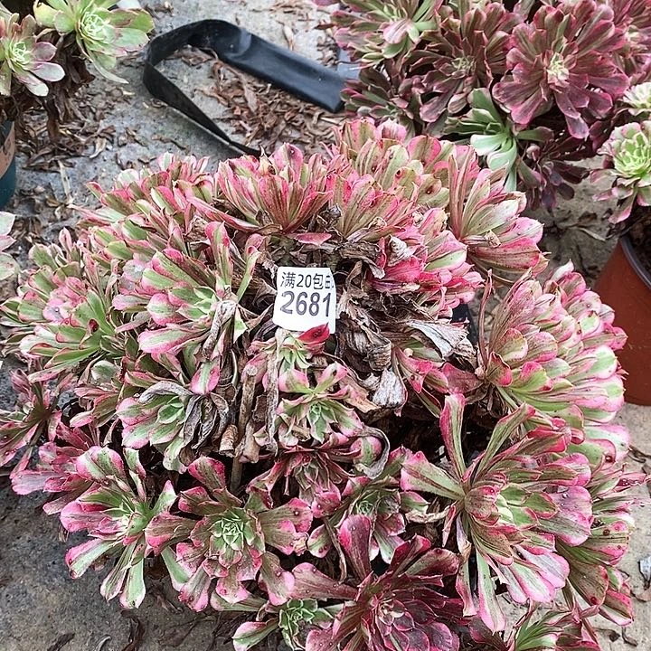 2681 一颗同花顺