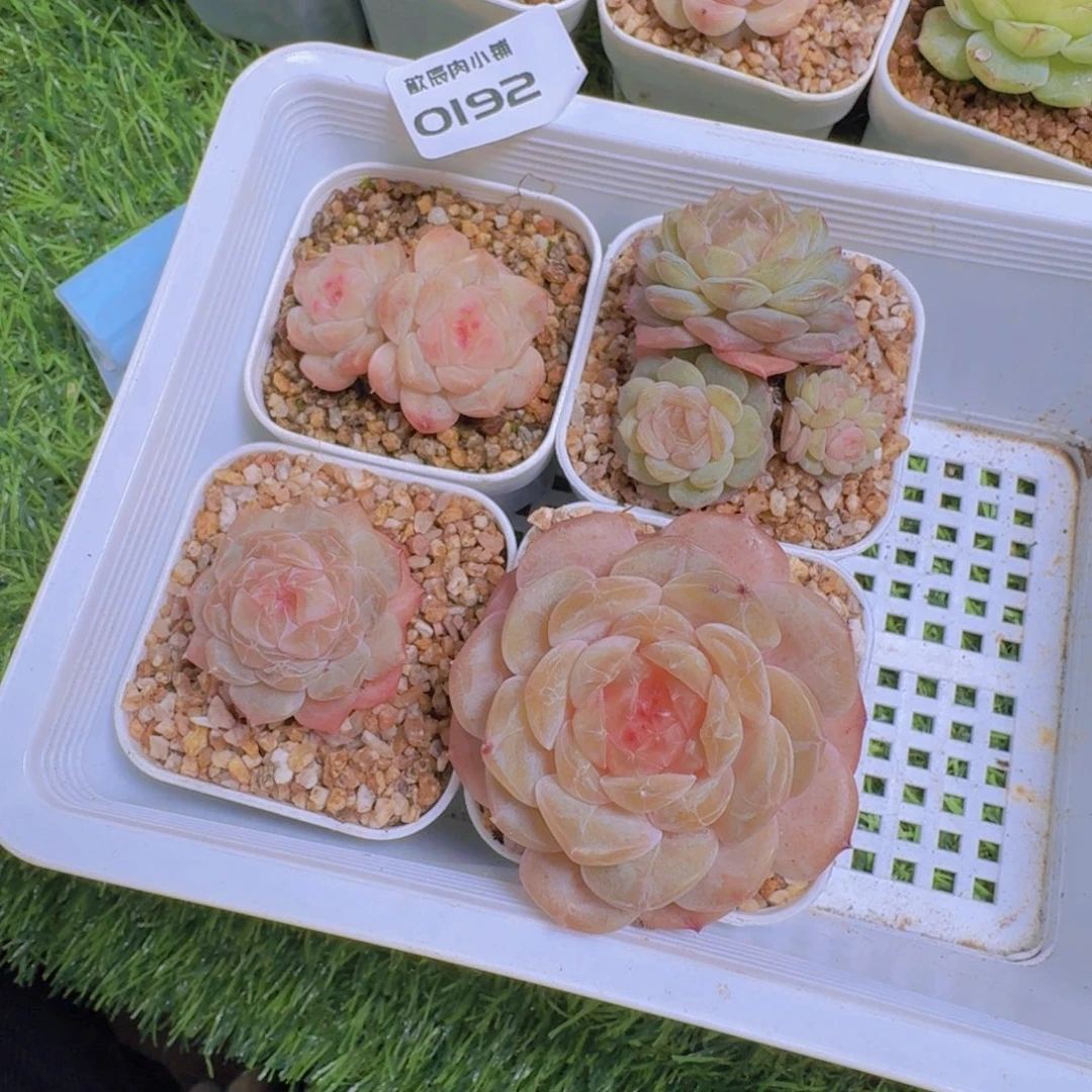 夕****多肉植物杂交一筐0192