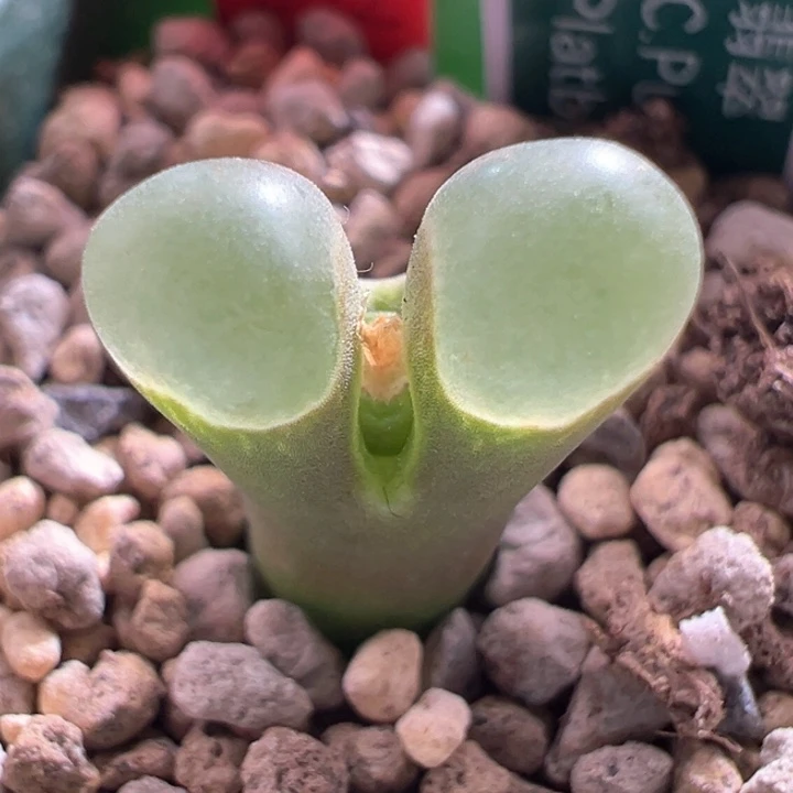 A480.  优选翡翠绿翻窗。