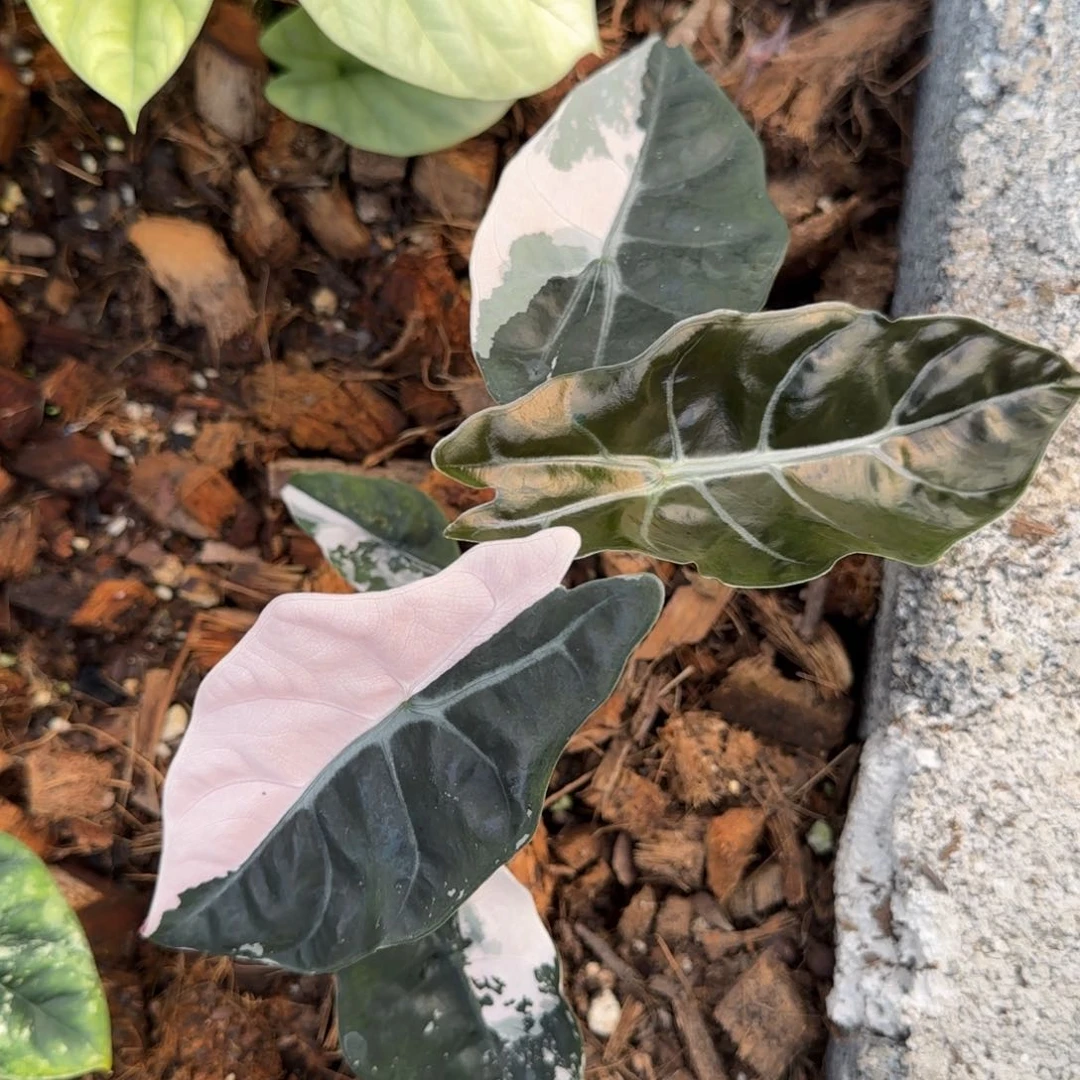 5-1201泰国发货香特丽丽