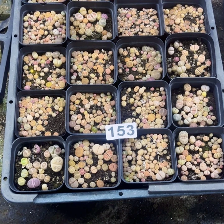 153 生石花一物一图