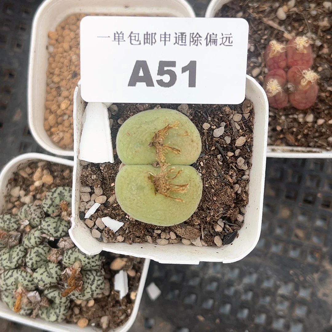 1107–番杏福利a51