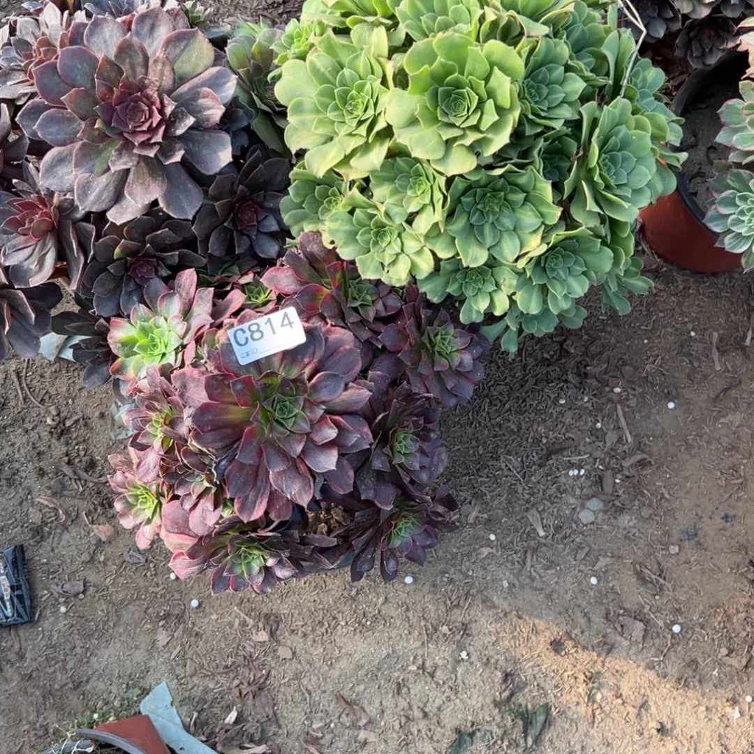 恩***恩814三颗组合多肉植物法师