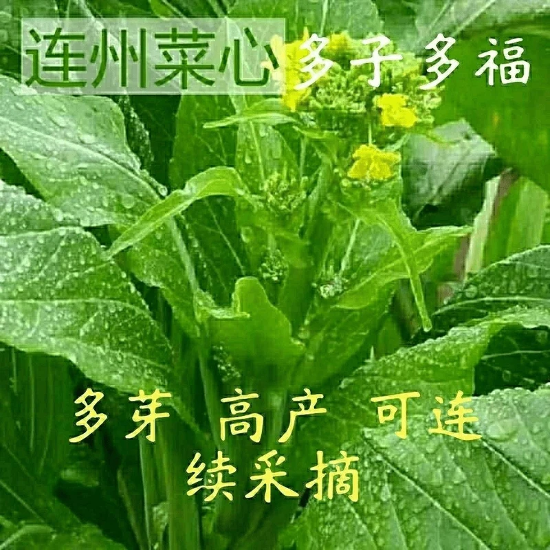 【全店满5包包邮】连州菜心种籽广东多芽甜菜心种阳台种农家蔬菜