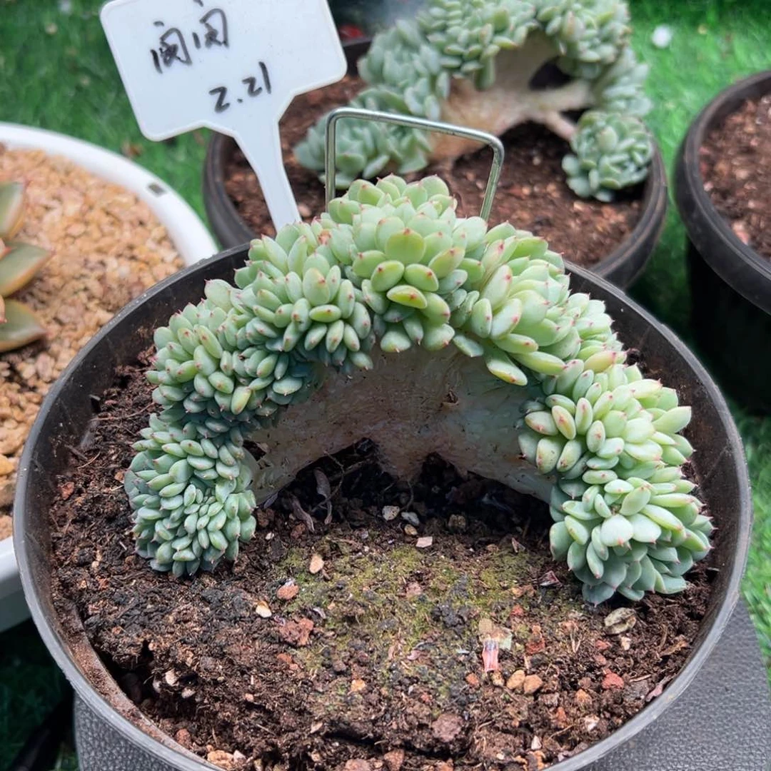 一物一拍，闵闵专拍