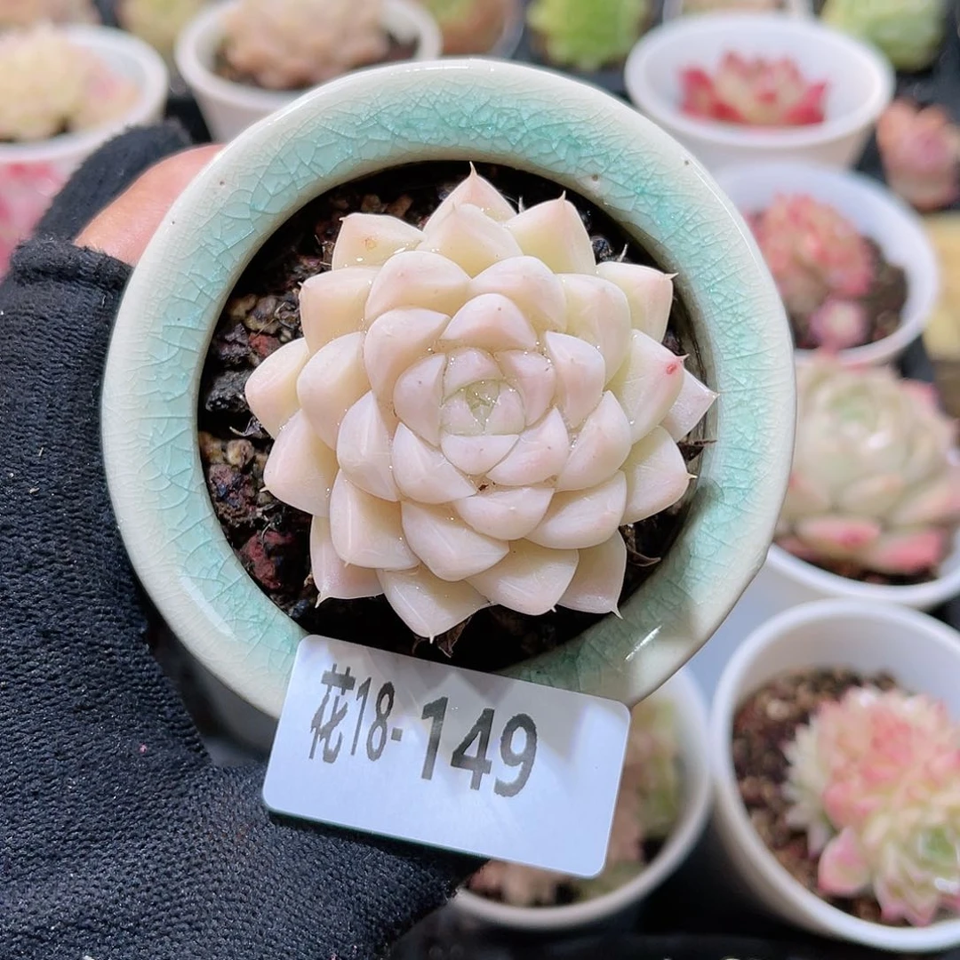 花18-149麦秆含盆脱土